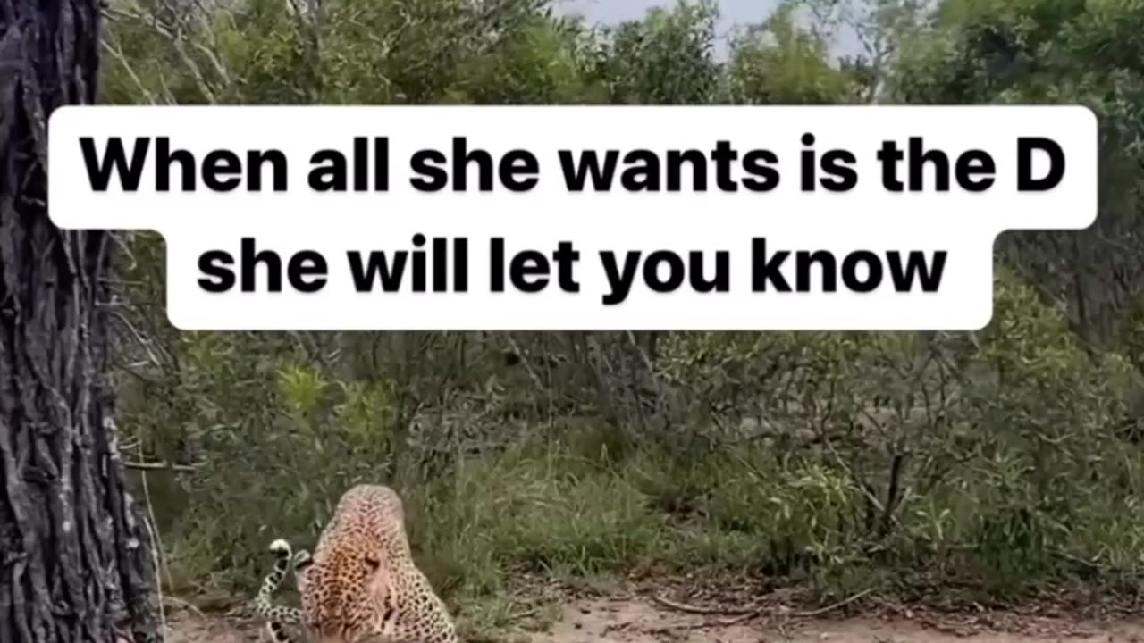 🐆How She Do You When She Wants Intimacy 👀👀