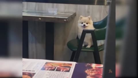 Cute baby Dogs Funny ll Cute Dogs funny ll