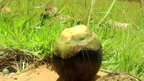 Amazing Unique Bird Trap\\Quail Trap #shorts