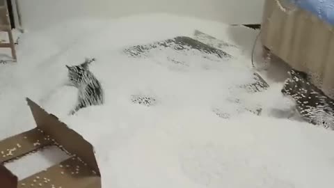 Cute Cat, funny cat clips, crazy cat, cat, funny cat