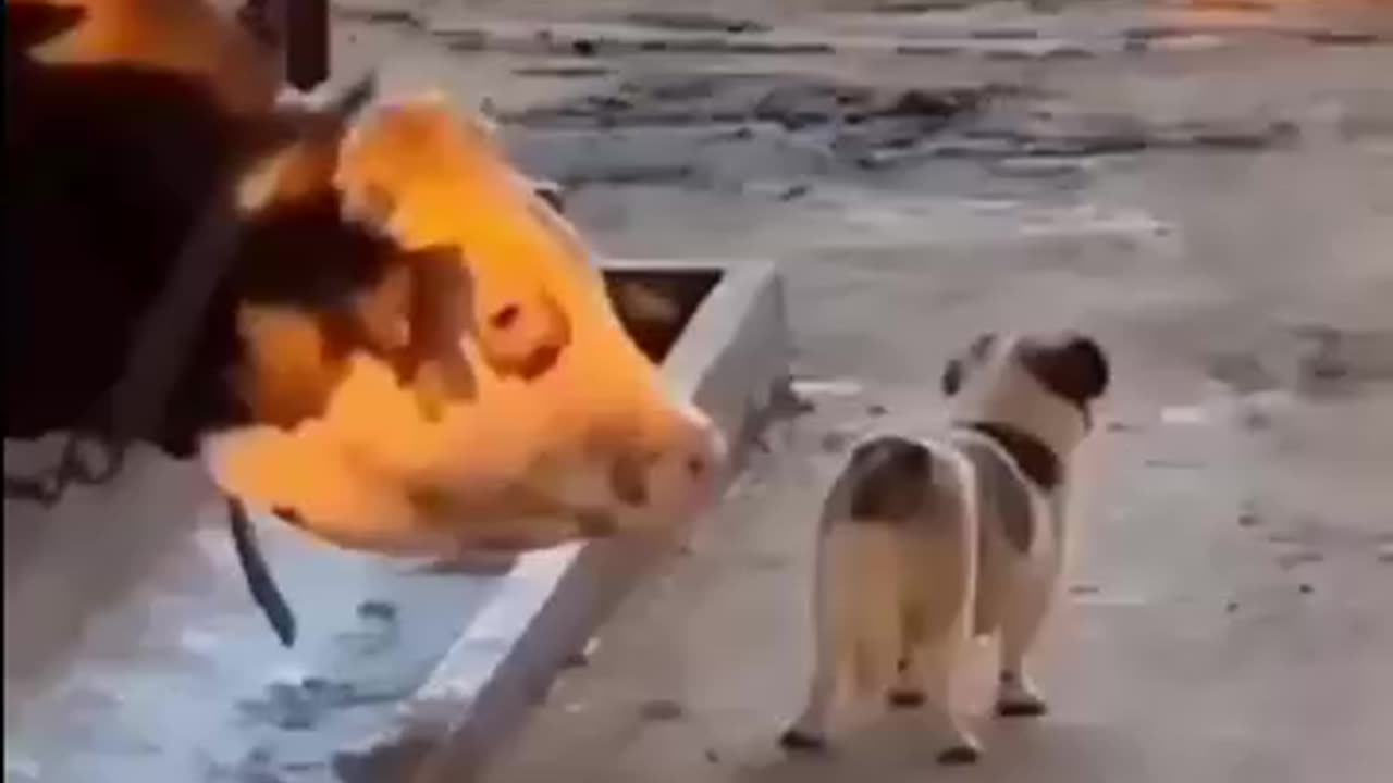 ANIMAL FUNNY VIDEO