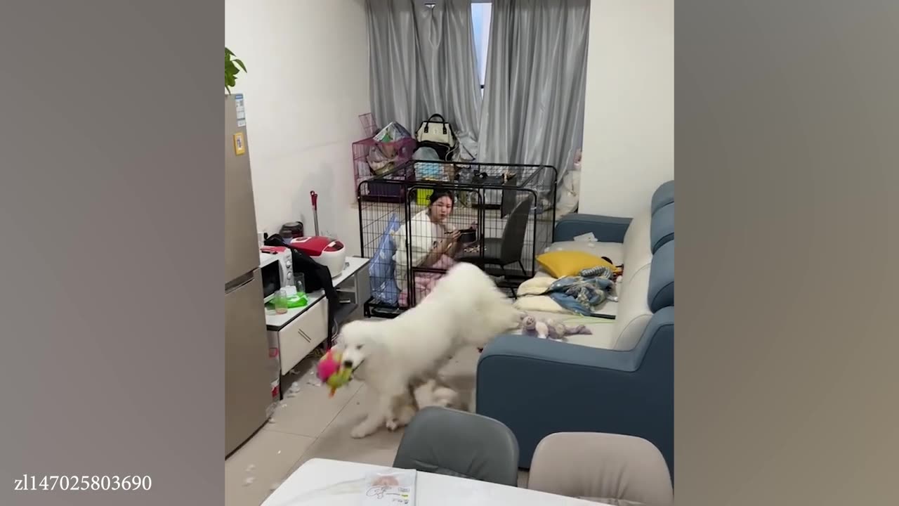 Funny Cats, Dogs Videos 2024 😅 Best Funniest Animal Videos Of The week