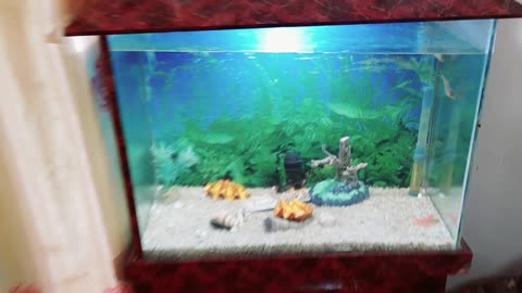 snack fish enjoy equarium like sea,