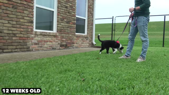 Guranteed Brian Training for Dogs - Dog Potty Training