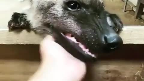 new funny dog 2021