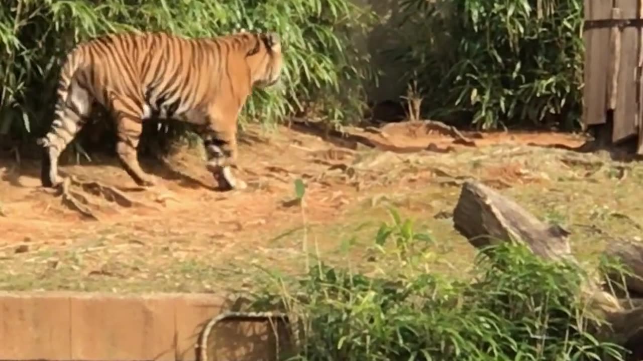 Tigers are the largest cats in the world.