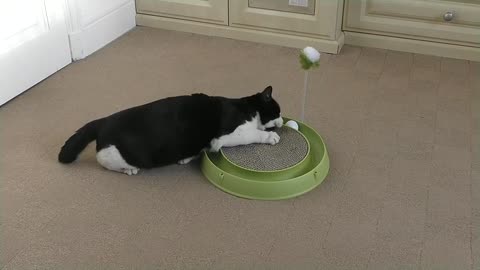 Cat Playing with Catit Play-n-Scratch Toy For The First Time