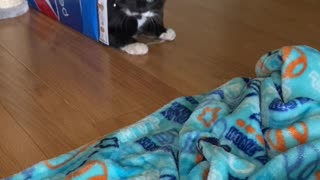 Playful Kitten Pounces Out of Pepsi Box
