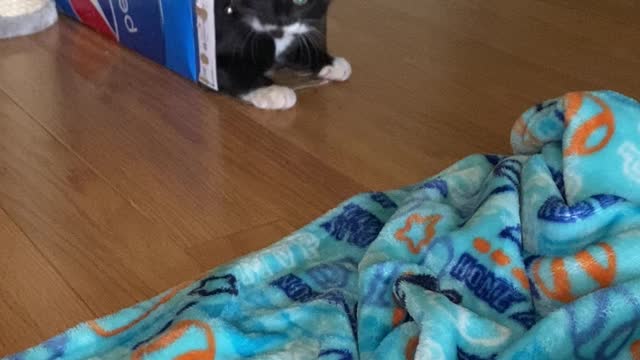 Playful Kitten Pounces Out of Pepsi Box