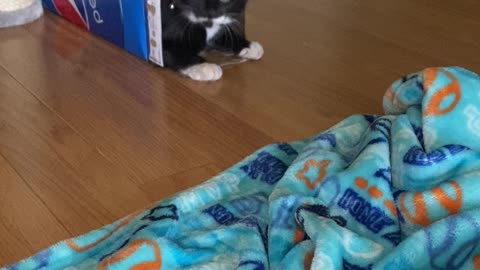 Playful Kitten Pounces Out of Pepsi Box