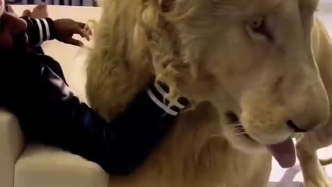 Animal love