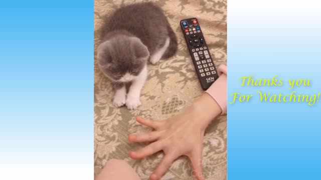 Cute Pets And Funny Animals Compilation