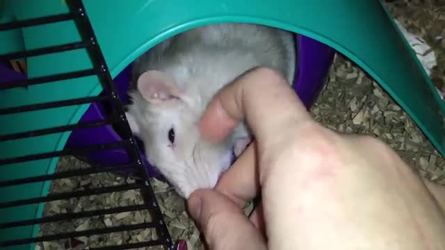 Rats are ADORABLE - Cute Rat Compilation!_Cut