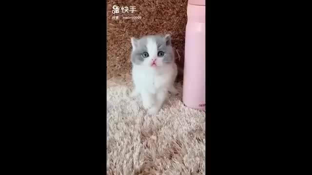 1 HOUR FUNNY CATS COMPILATION 2022😂| Super FUNNIEST Cats Videos In 2022 😂