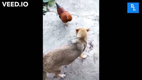 DOG VS CHICKEN FIGHT - PT 4 # DAILY LAUGHS #shorts