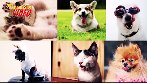 Cute Pets And Funny Animals Compilation