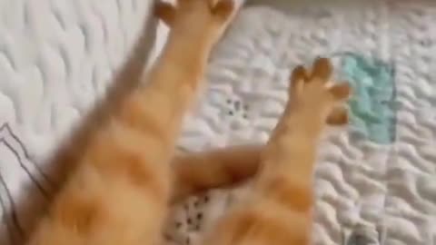 Cute cats video compilation 56