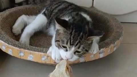 Funnybaby cats 🫠🤣🫠