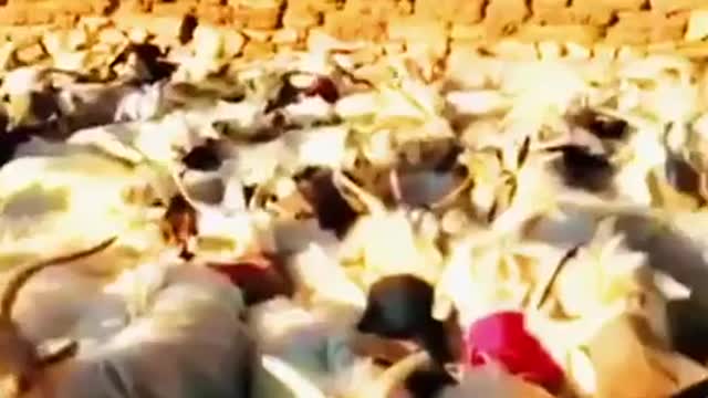 China - Cattle are Quarantined and mandated to wear face masks