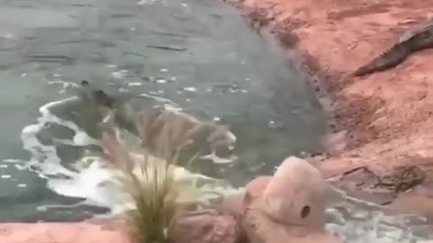 Crocodile Game Slide/سرسره بازی تمساح