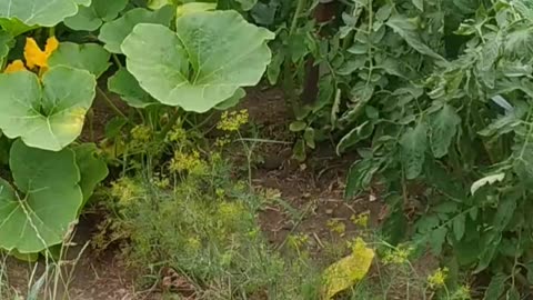 My Garden only uses chicken manure