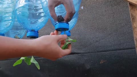 The secret from eggs and bananas to grow eggplants hanging upside down
