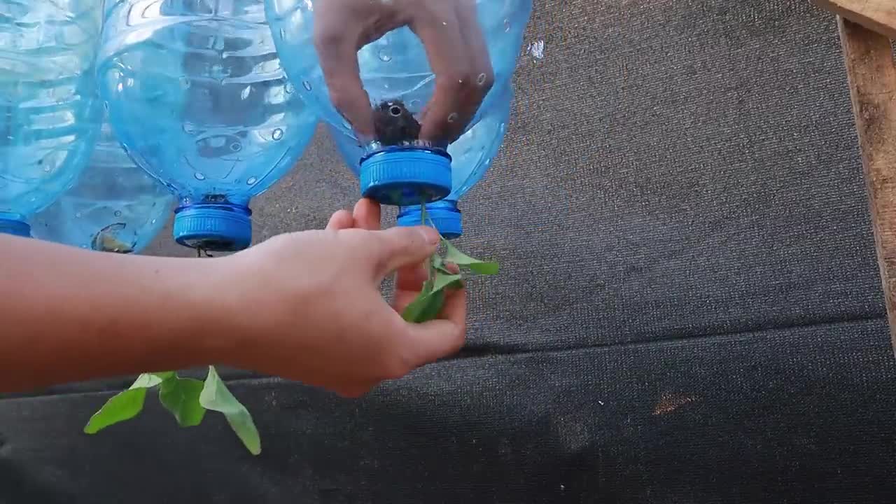 The secret from eggs and bananas to grow eggplants hanging upside down