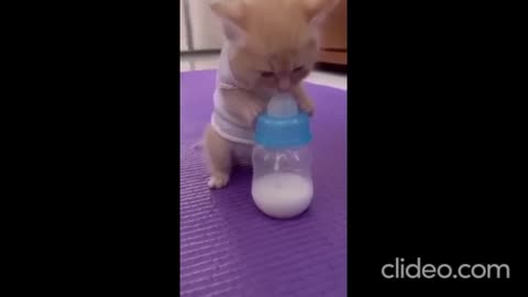 funy cat video......viral shorts....
