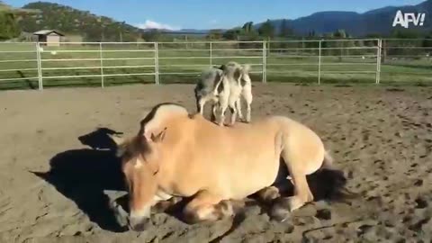 Funniest Babies And Animals Compilation || Just Laugh