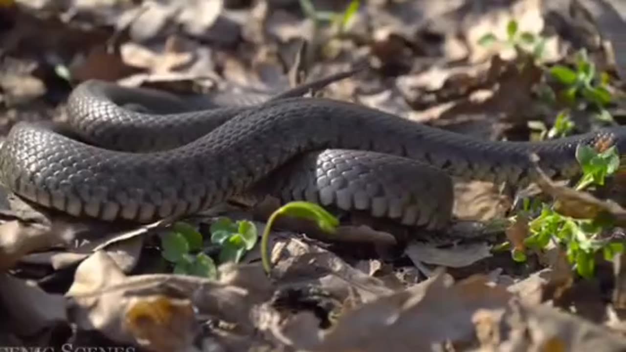 How dangerous Snake when its captured in camera