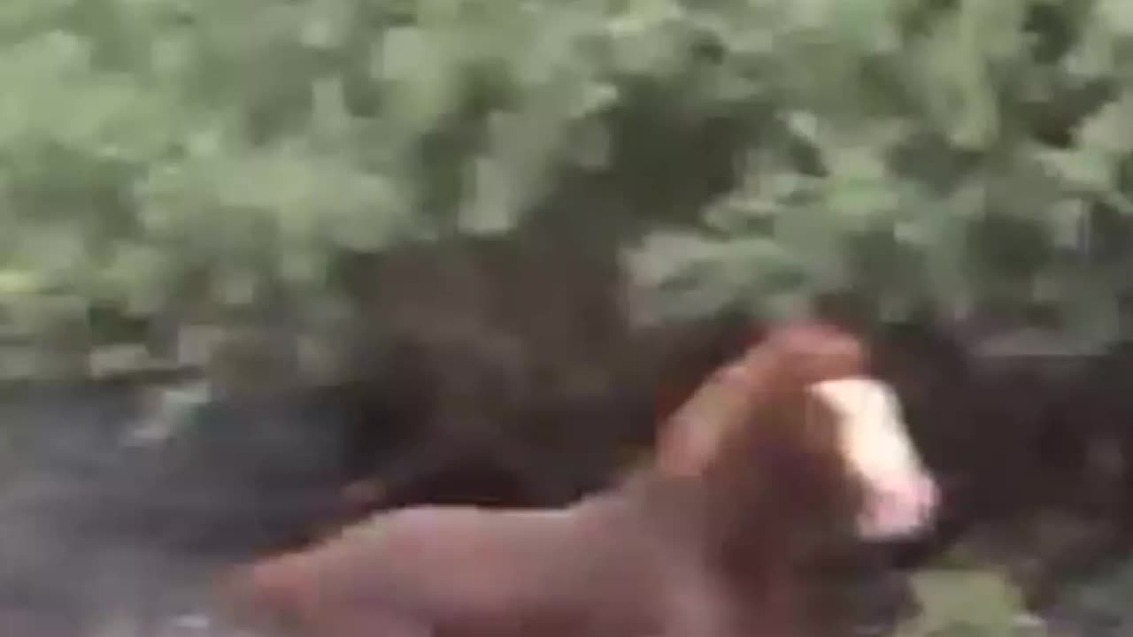 Moon and francisco fight🐴🐴