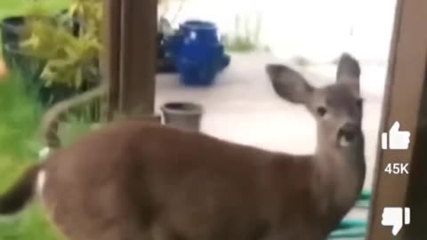 Deer Rescue