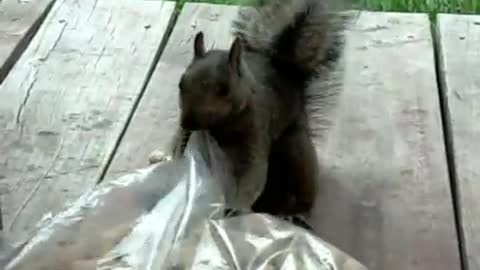Stupid Squirrel Tricks 3: Squirrel Hits the Jackpot!