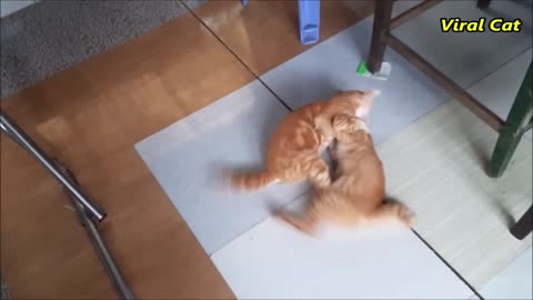 Funny cat fight together and enjoy the day