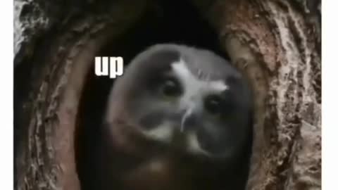 Anime funny videos