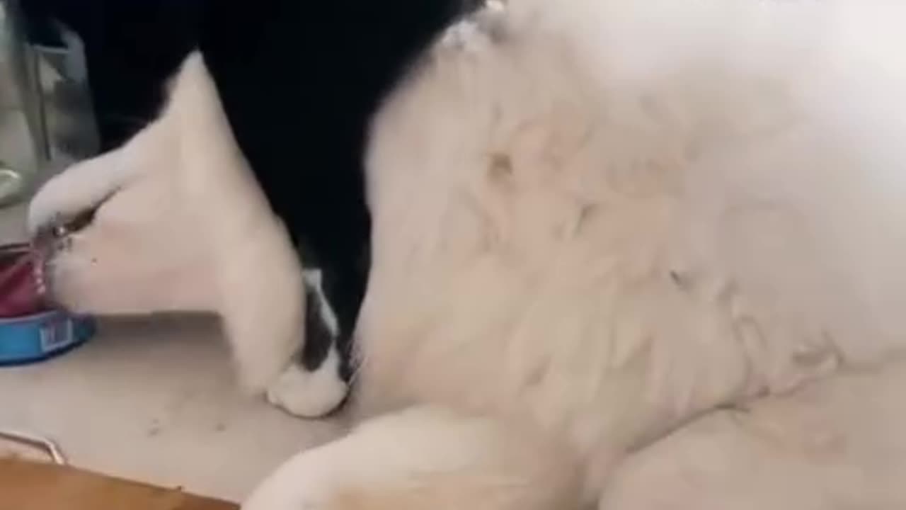 😁 🙈😹😻