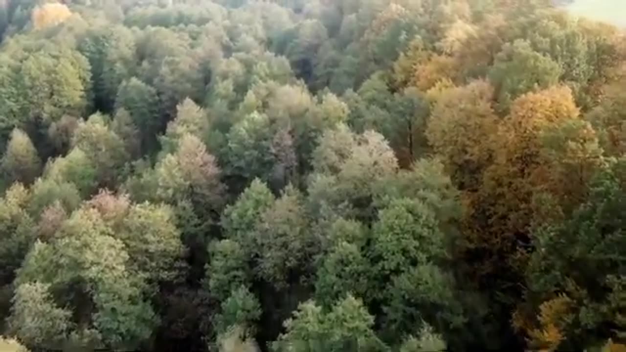 Amazon rainforest/Natural documentory/wildlife