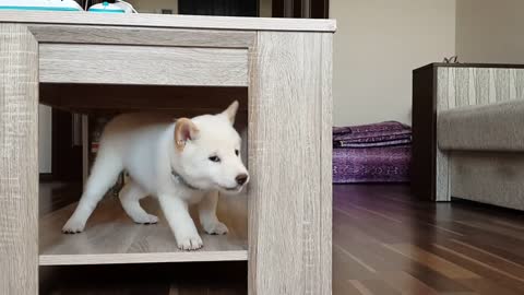 Acting cute dog