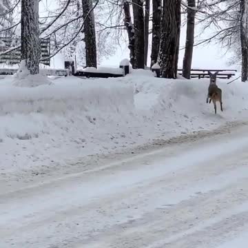 Bambi in the marvellous winter in Livigno in the middle of the Italian Alps