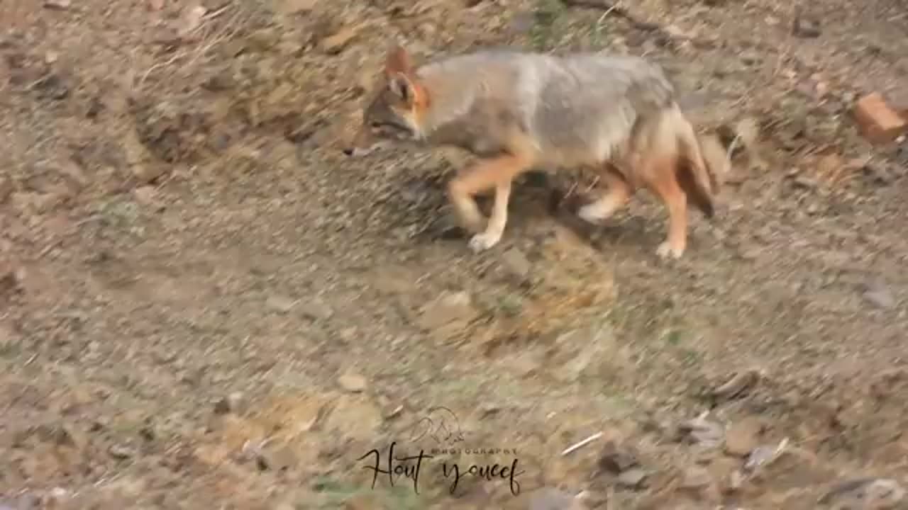 Algerian wolf ambushes prey