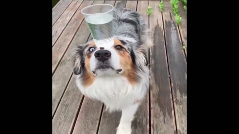 Cute And Funny Dogs Enjoying | Animal Mode