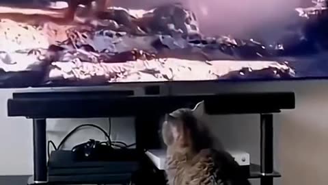 "Purr-sistence of Fun: Cat Capers Galore!"