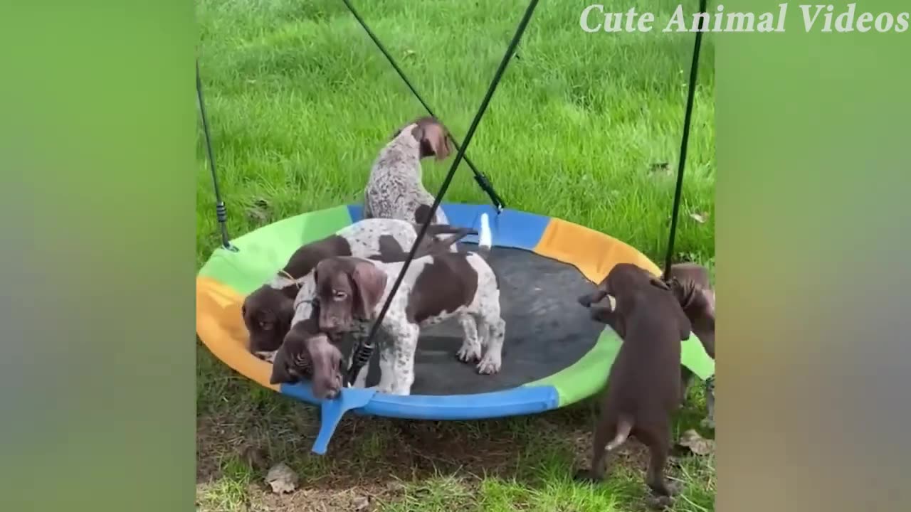 Cute Dogs and Puppies Doing Funny Things | Baby Dogs Compilation