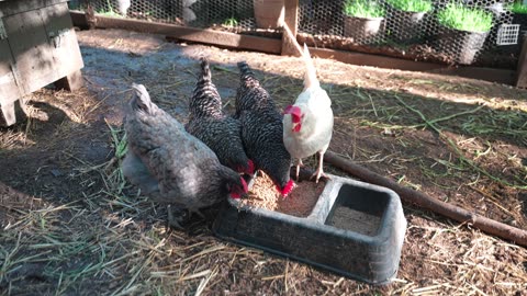 Adding in a few new pullets and hoping for harmony, not mayhem.