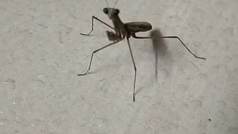 Kung fu mantis