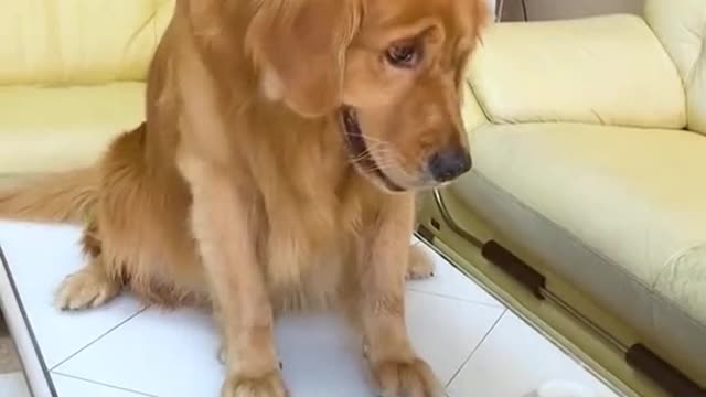 We played a little game together#dogs #foryou #pet #dog #fyp #tiktok #PokemonGO