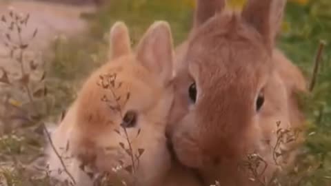 Funny Cute Rabbit