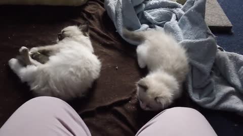 Cute Ragdoll kitten meowing