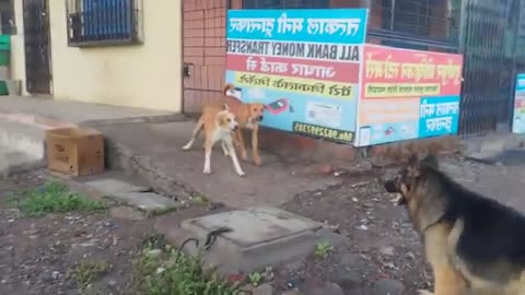 Tranding dog video