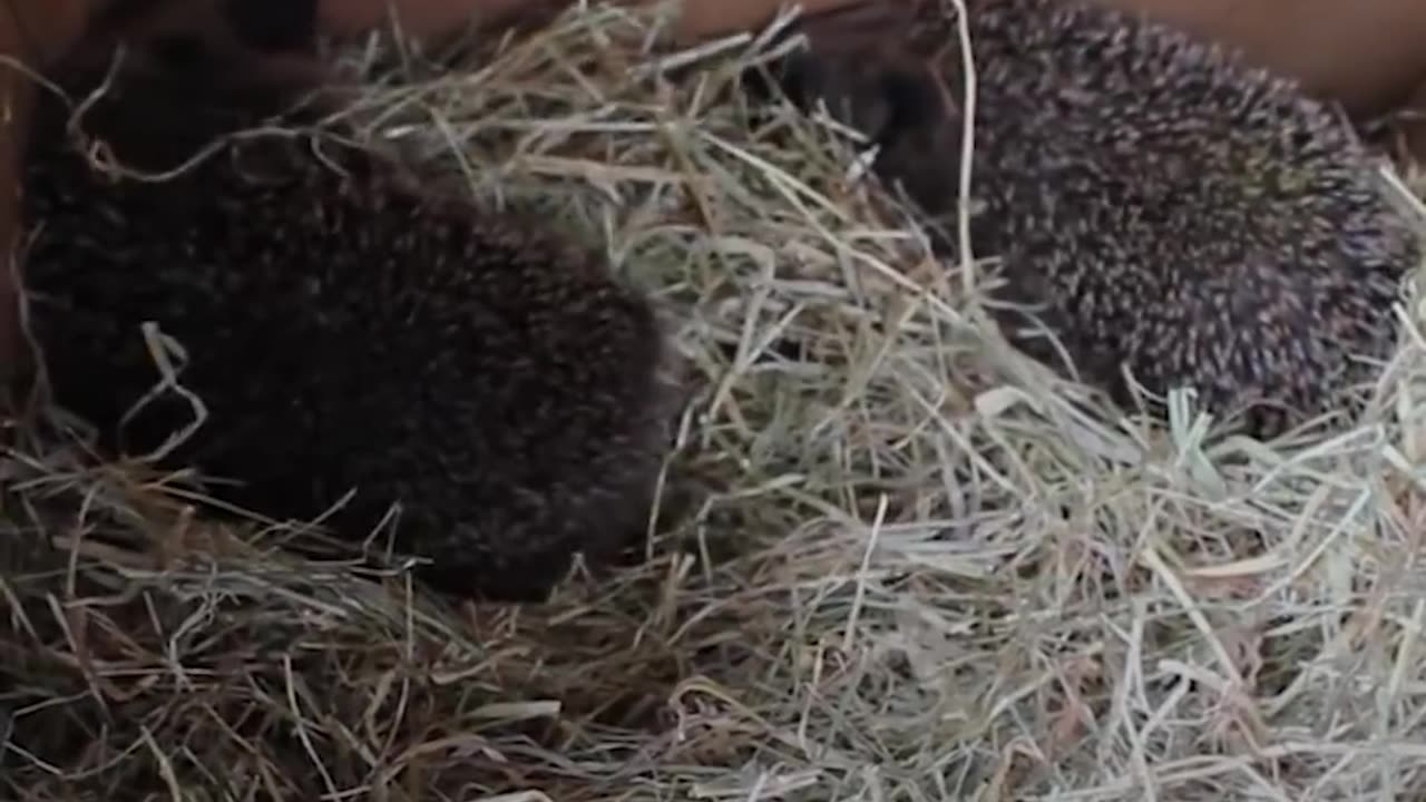 Hedgehog Hospital Run By Woman In Her Home | The Dodo
